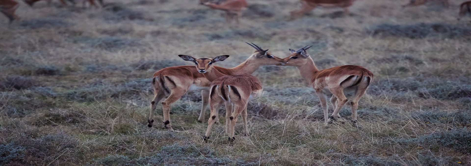 Image number 1 for 6 Days Calving Season Migration Safari 