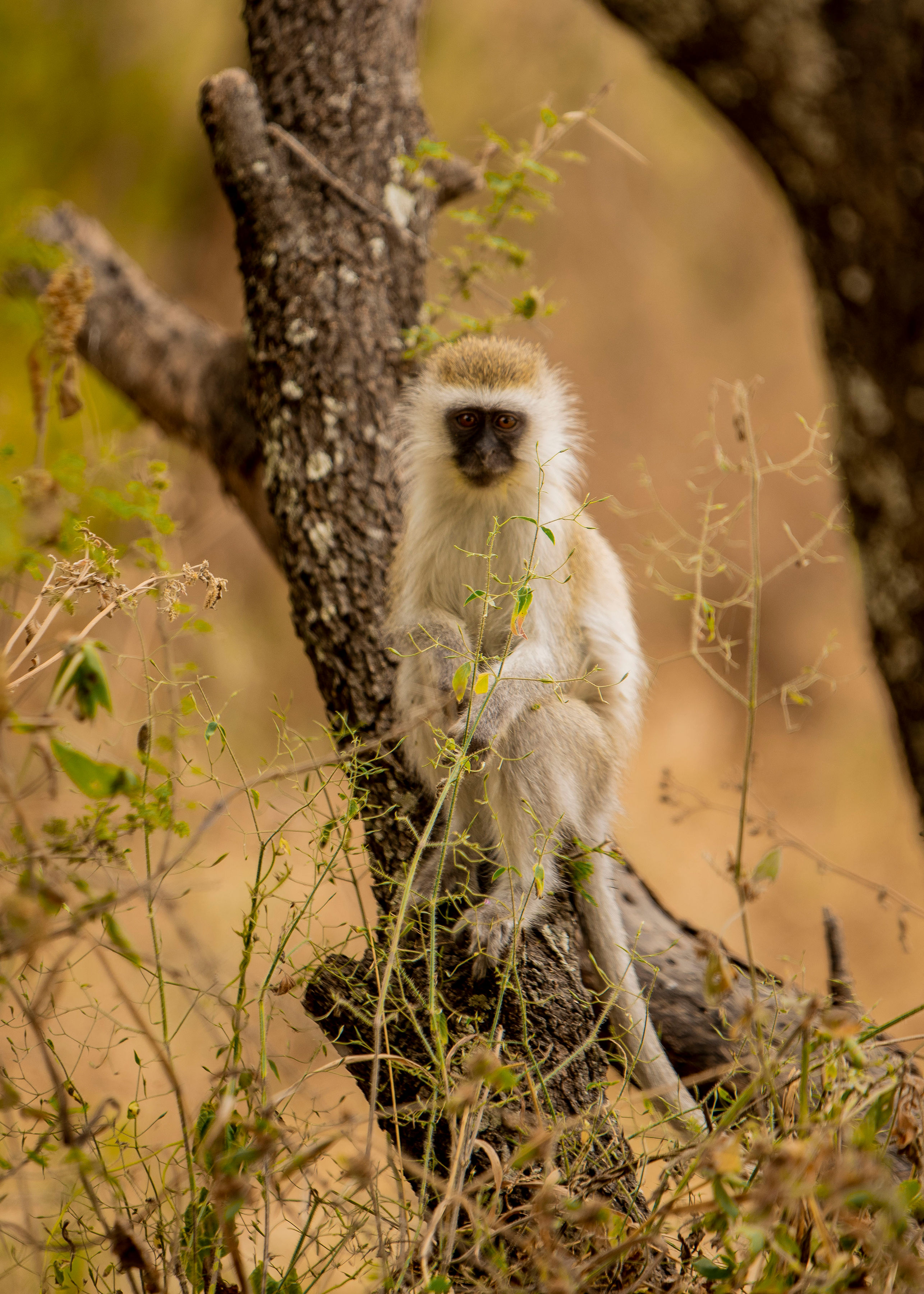Image number 6 for The Ultimate Luxury Northern Tanzania Safari