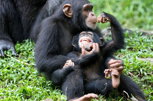 background image for - 3- Day Kibale Chimpanzee Trekking Tour 