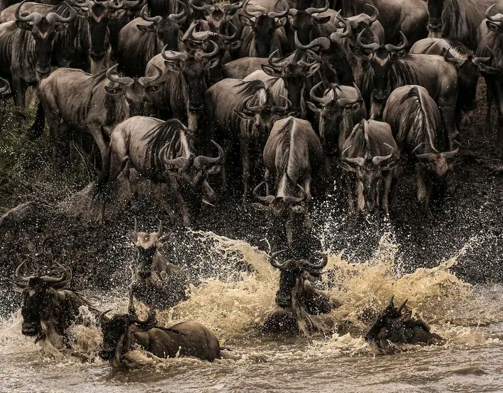 Image number 5 for 6-Day Tanzania Safari: Ndutu Calving Season & Serengeti Migration