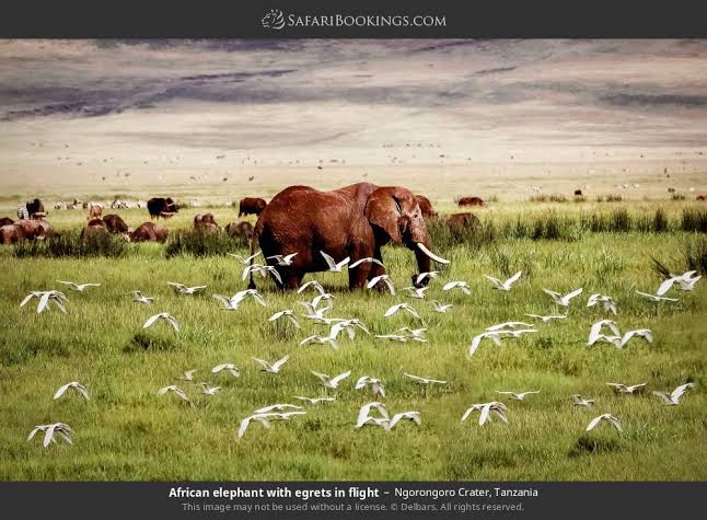 Image number 1 for Affordable Serengeti & Ngorongoro Safari