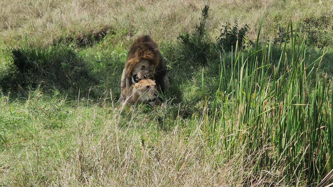 Image number 2 for 4-Day Tour Tarangire, Serengeti And Ngorongoro Crater