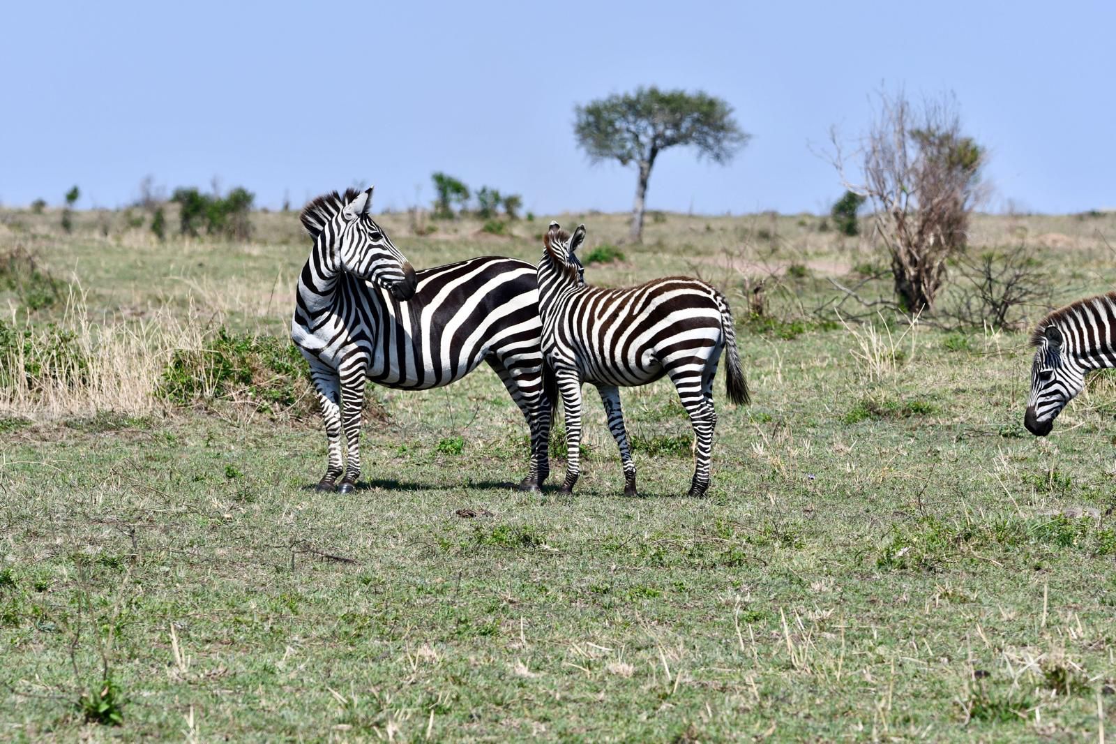 Image number 9 for Masai Mara Wild Adventure