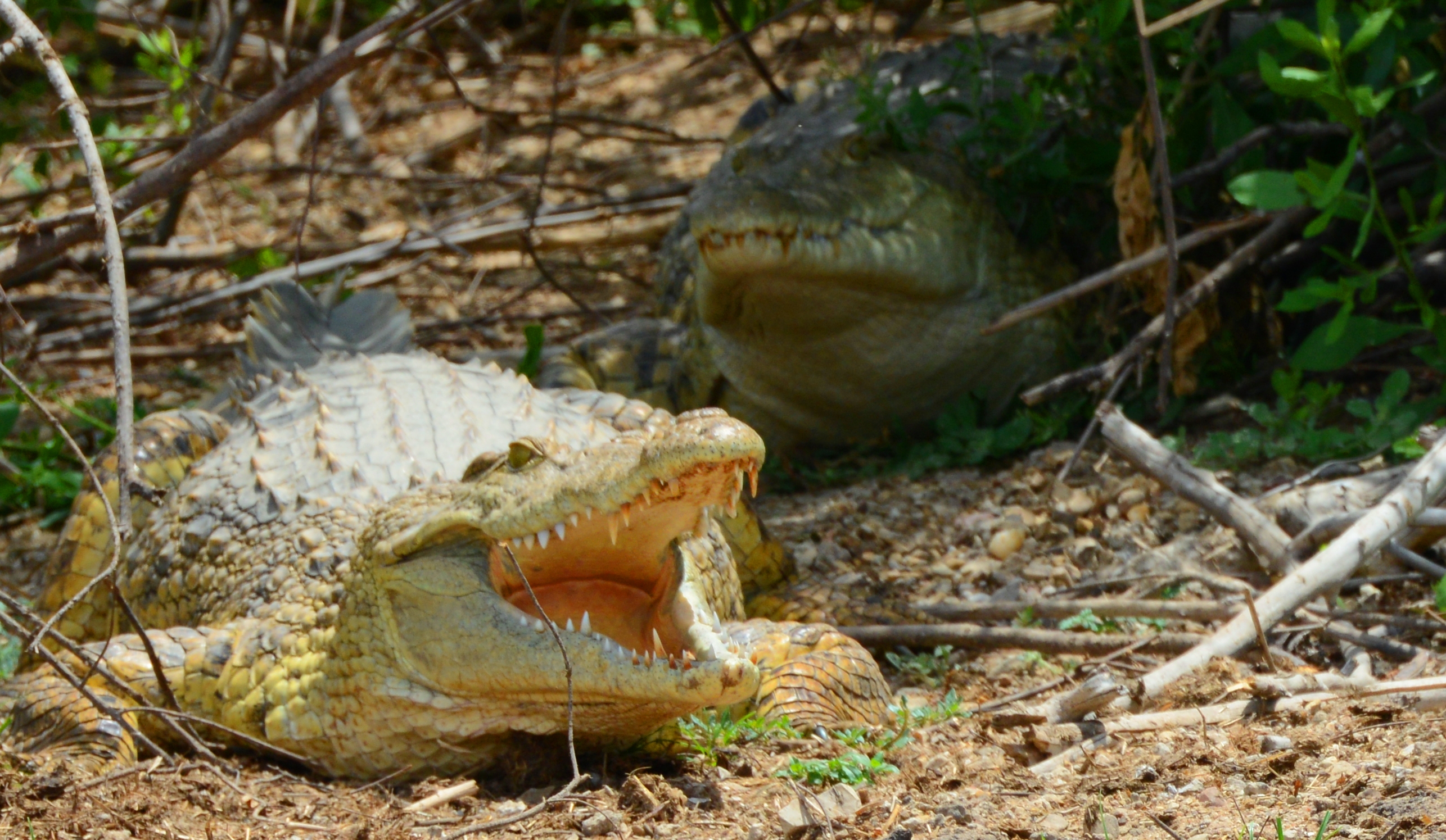 Image number 5 for Half Day : Nyerere National Park (ex Selous Gr)