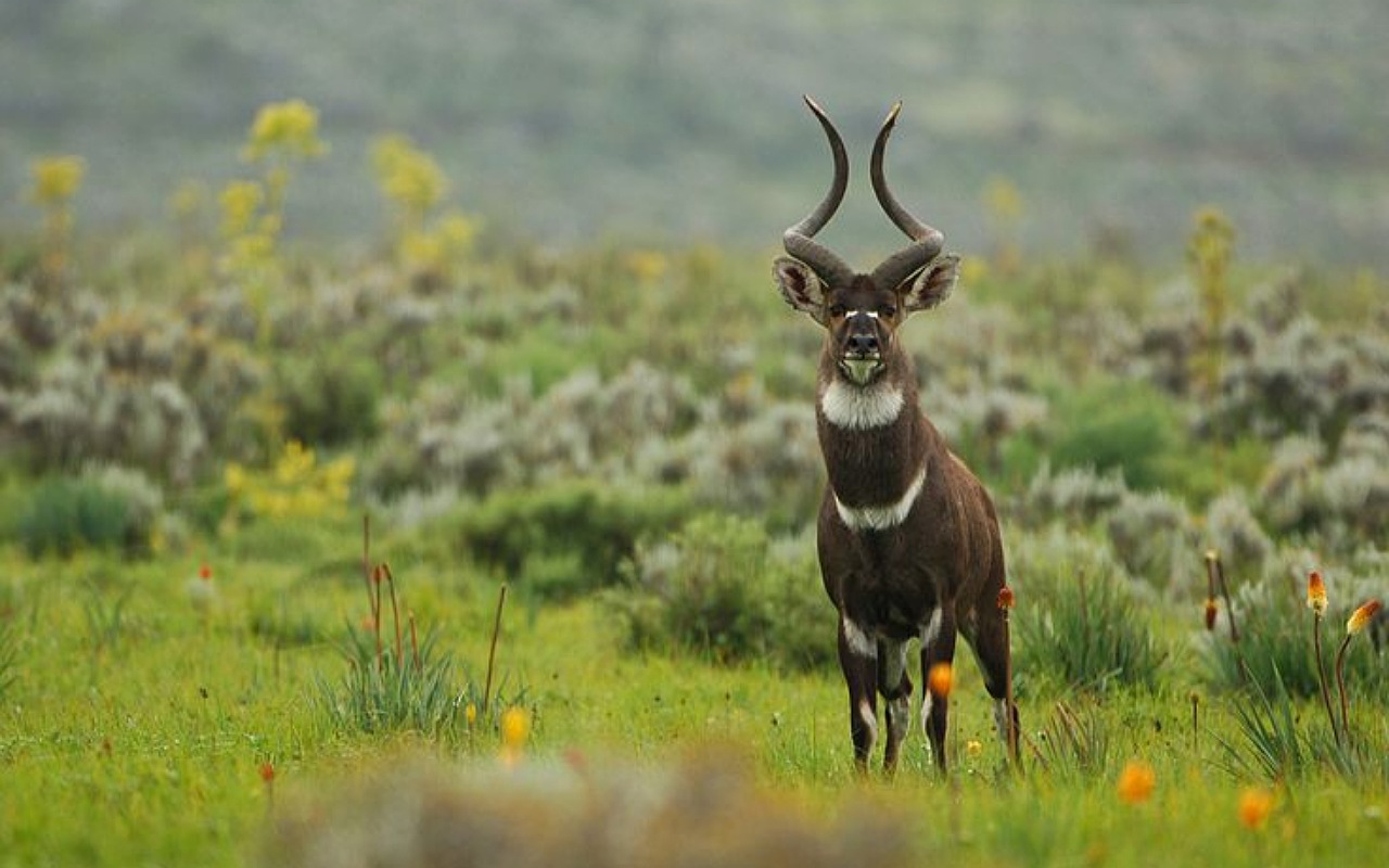 Image number 4 for 12-Day Ethiopia: Tribes, Volcanoes & Wildlife Trek