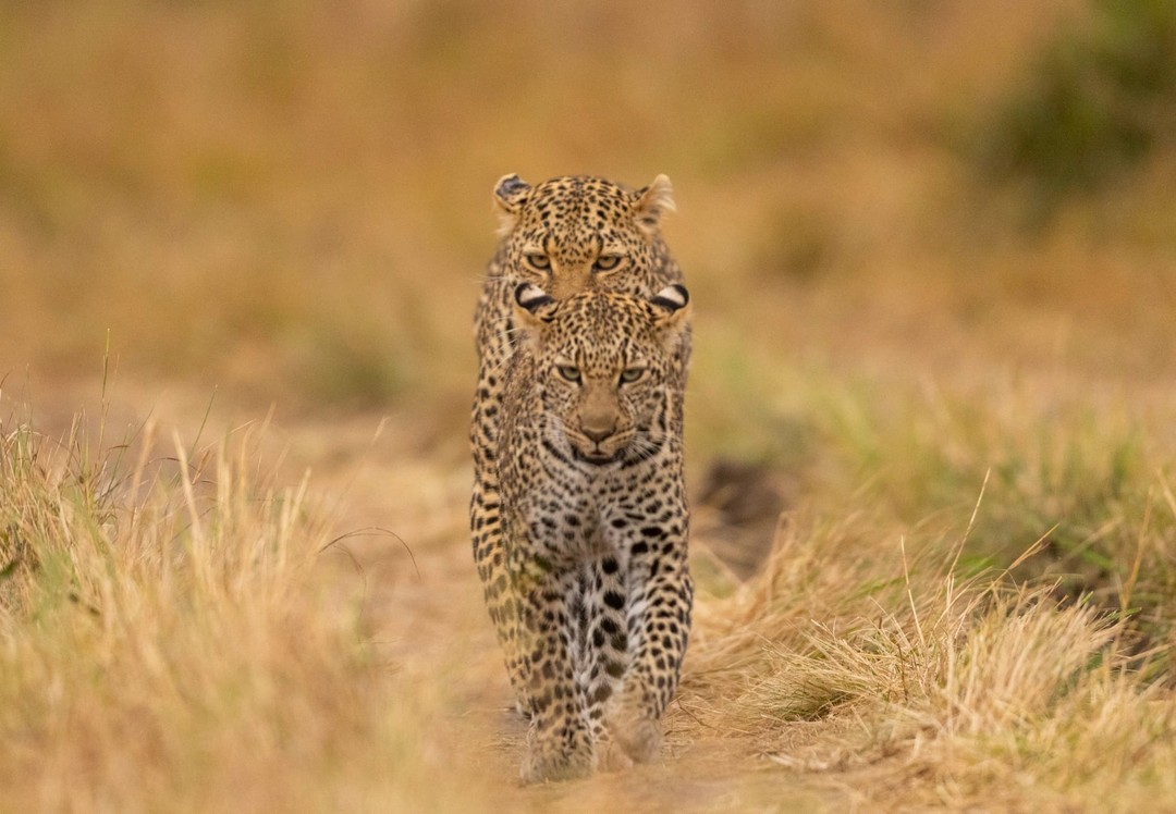 Image number 2 for 2 Days Safari- Tarangire & Ngorongoro