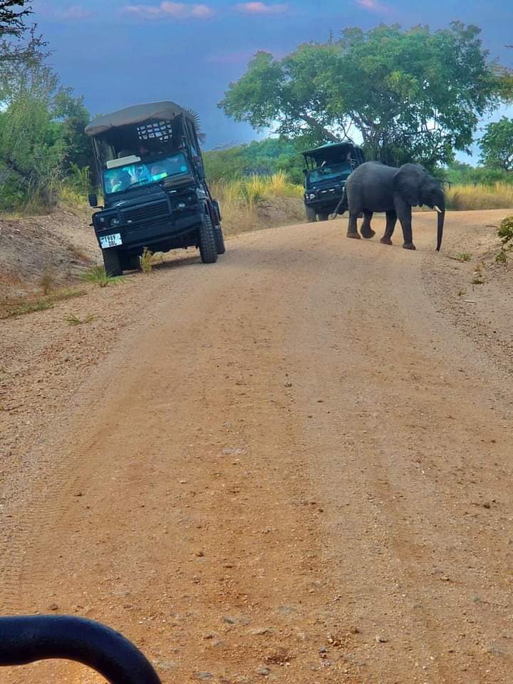 background image for - 2 Days Mikumi Safari From Dar Es Salaam
