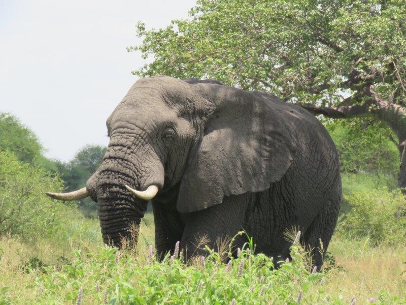 background image for - 5 Days Tanzania Private Safari