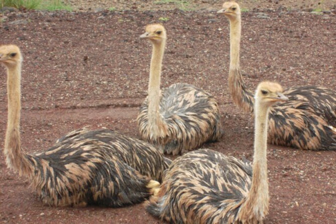 Image number 4 for Awash National Park Wildlife Safari Tour