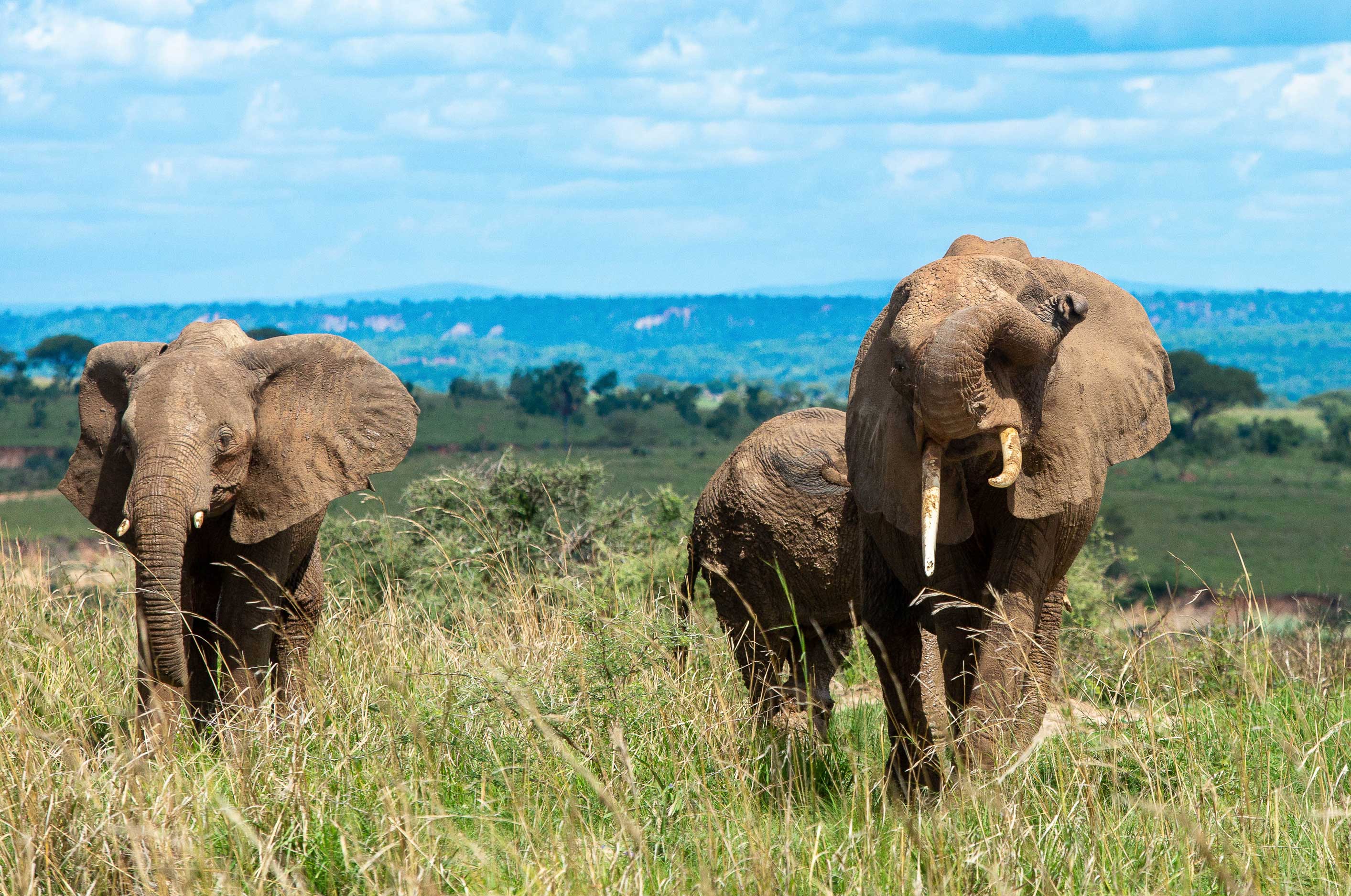 Image number 1 for 3 Day Murchison Falls Safari Uganda