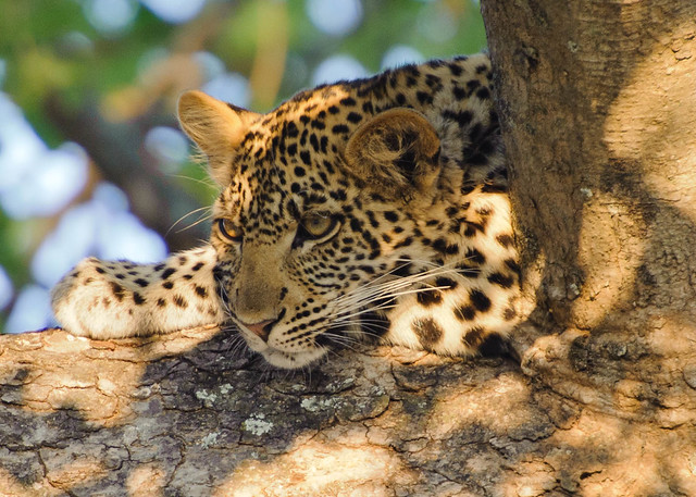 background image for - 7 Days Amazing Uganda Safari