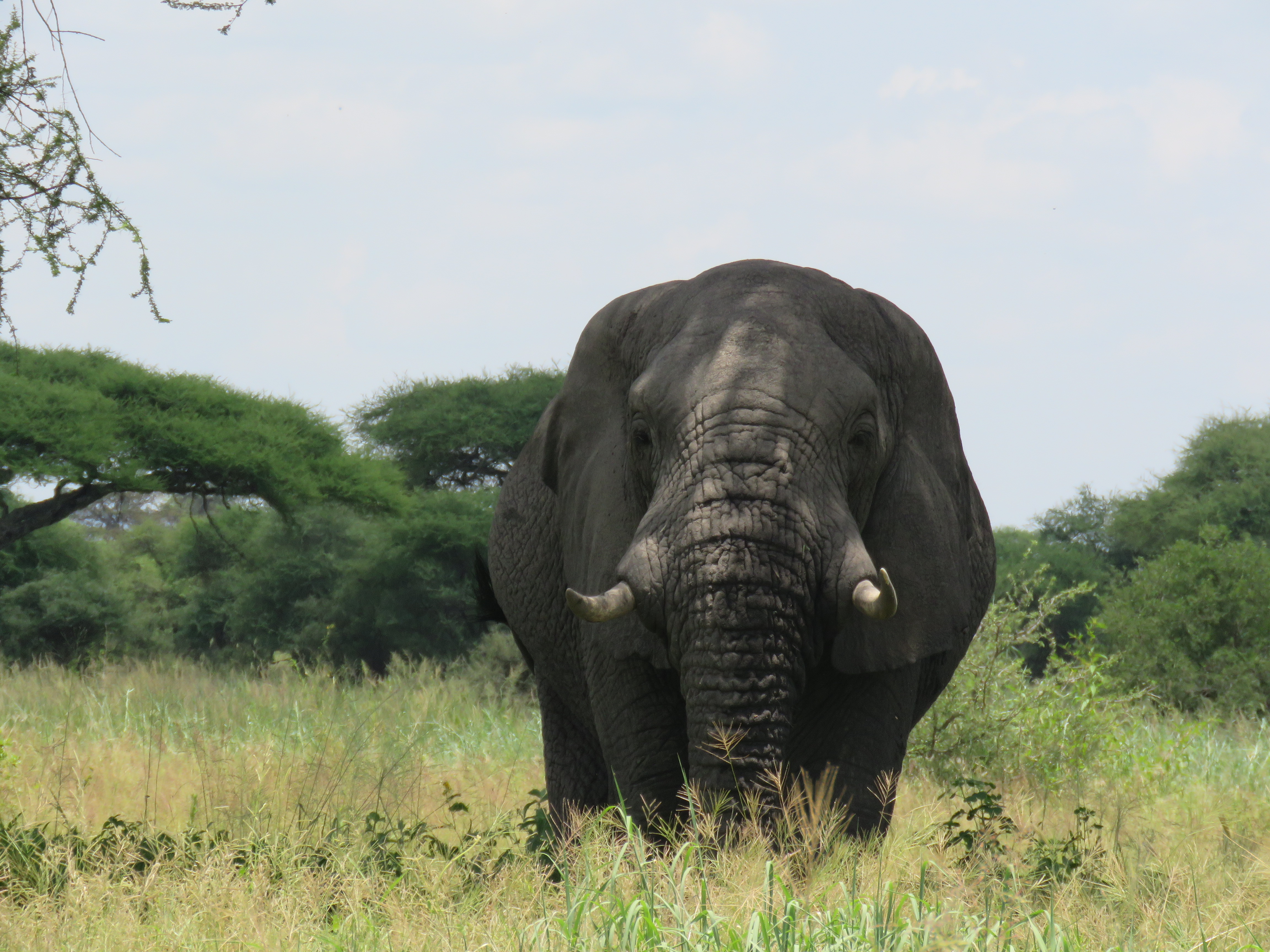 background image for - 1 Day Tanzania Sharing Safari