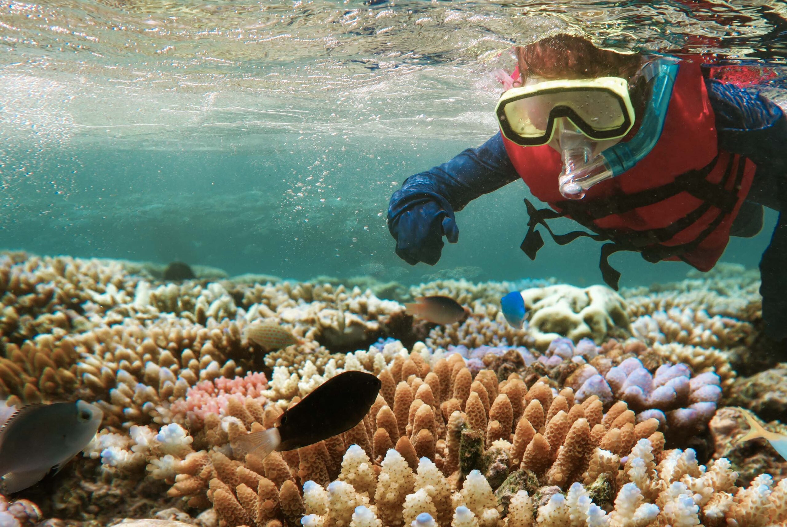 background image for - 1 Day Mnemba Island Tour In 2025-2026