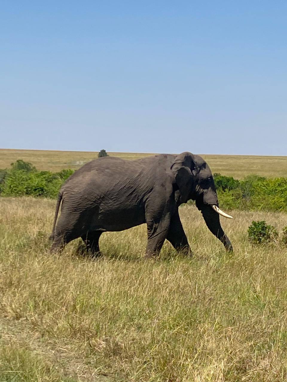 Image number 9 for 7-Day Masai Mara~nakuru~naivasha~amboseli