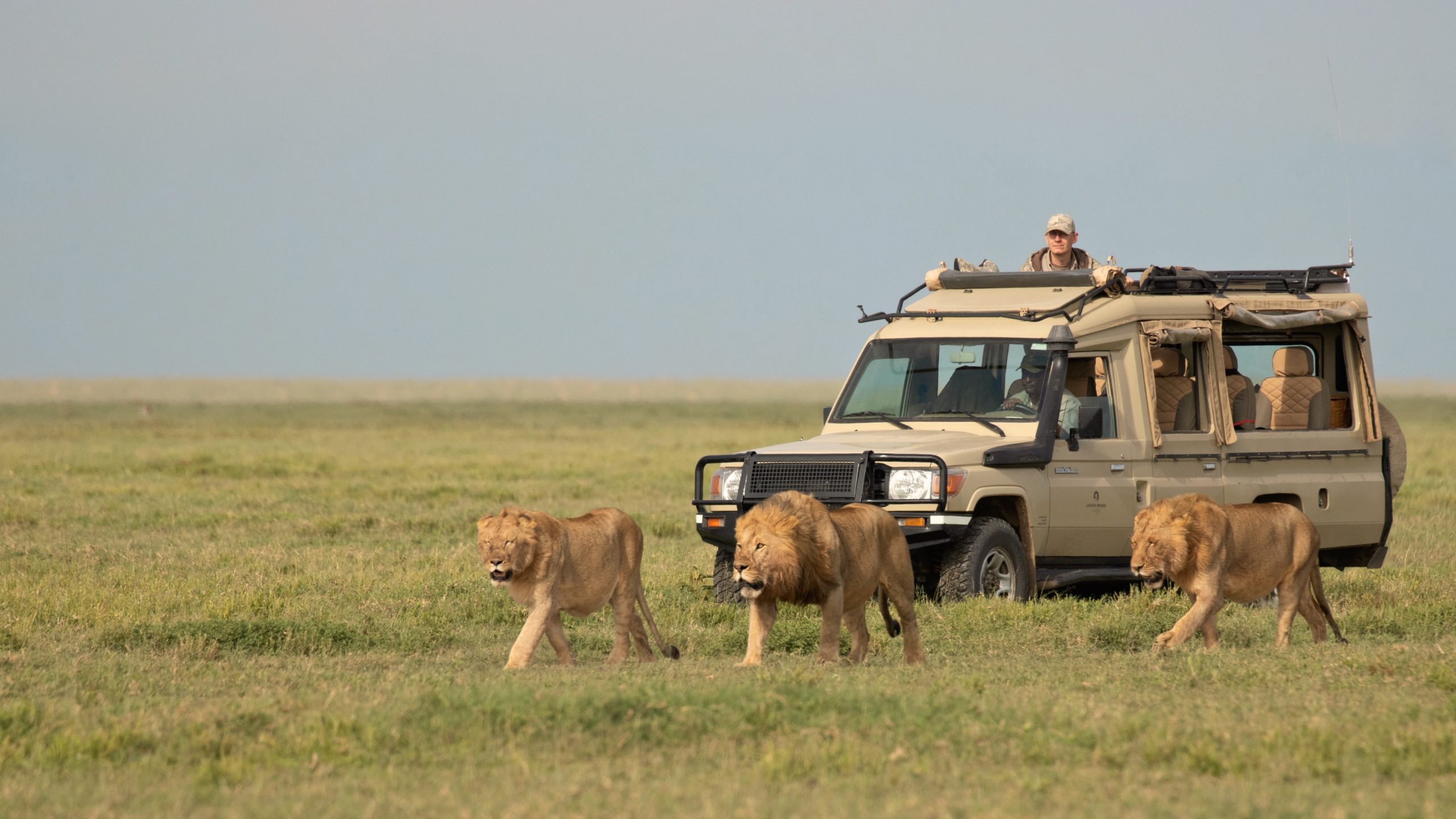 background image for - 4 Days 3 Nights Tanzania Safari