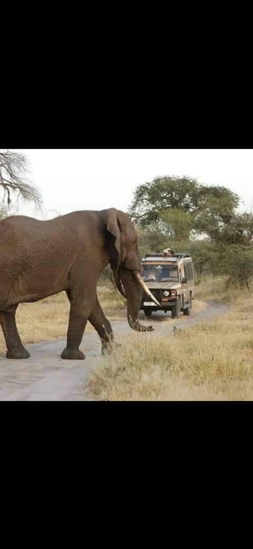 Image number 3 for Victoria Falls Game Drives