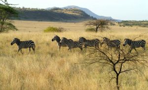 Image number 13 for 12 days Ethiopia Honeymoon Safari