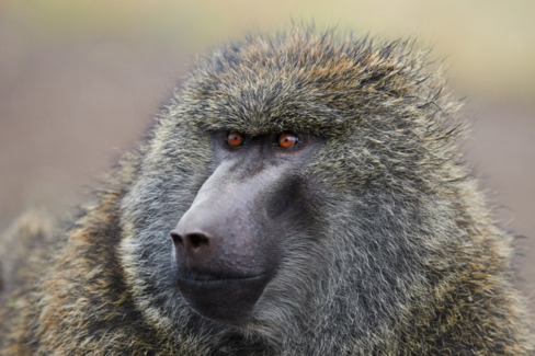 Image number 13 for Awash National Park Wildlife Safari Tour