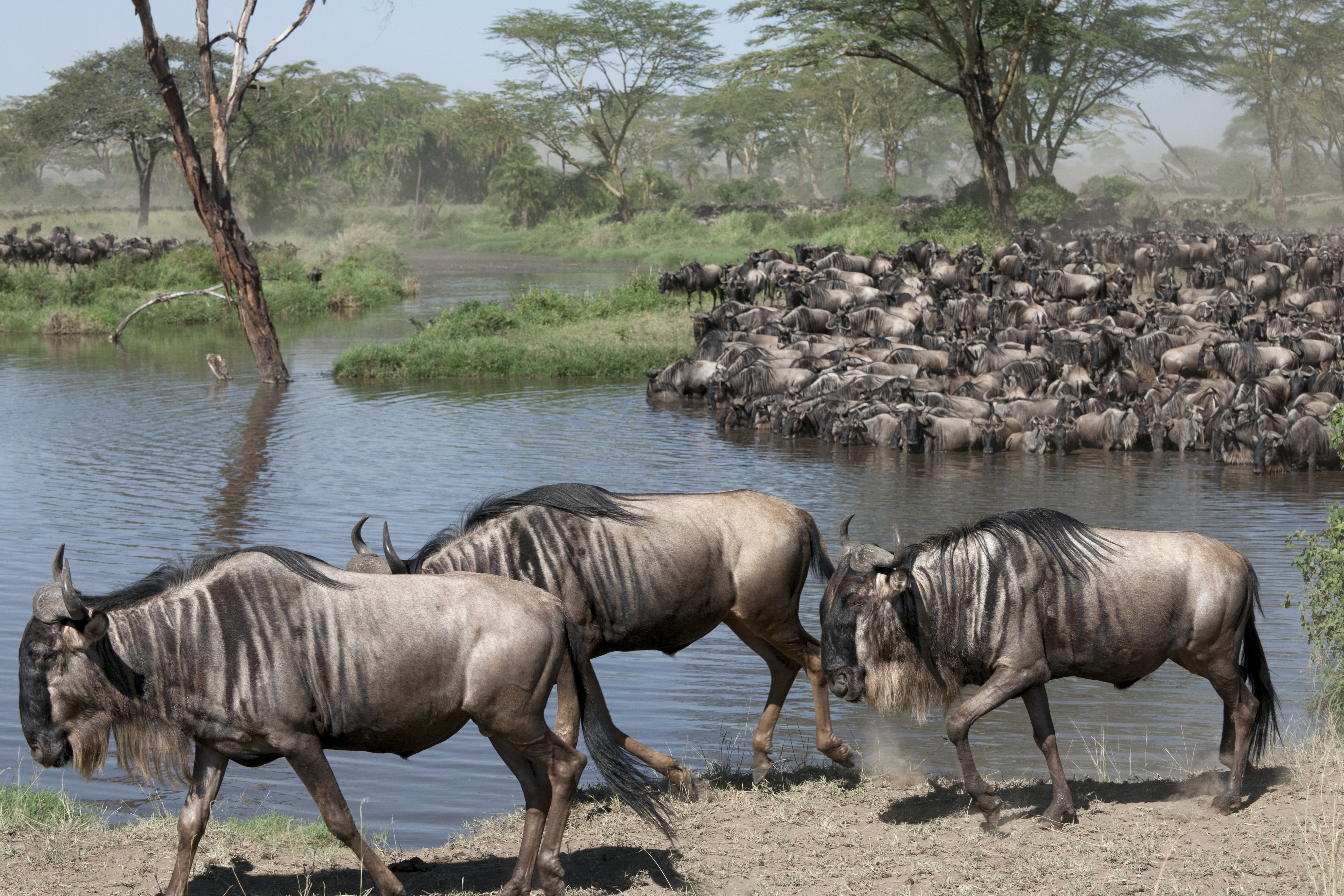 background image for - 4 Days Camping Safari In Northern Zone