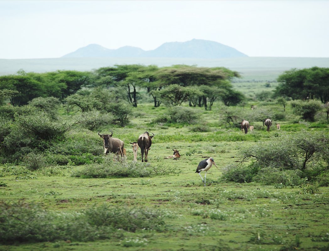 background image for - Treasures of Northern Tanzania