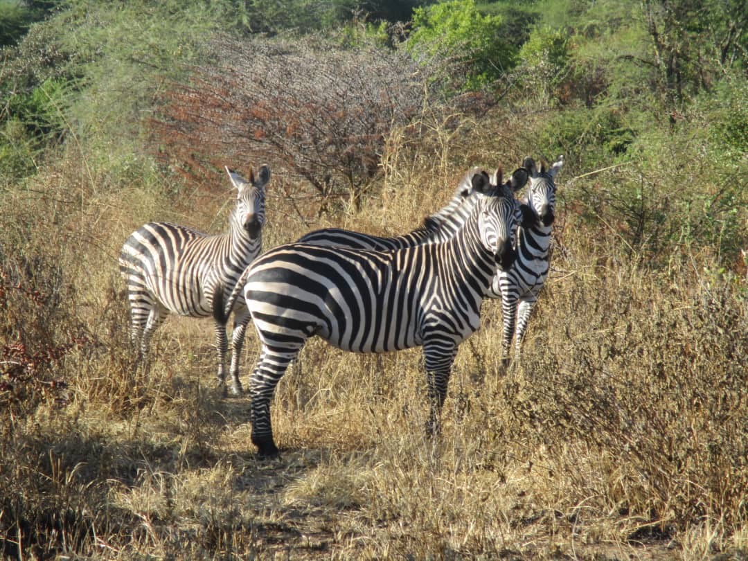 background image for - Mikumi National Park And Maasai Village