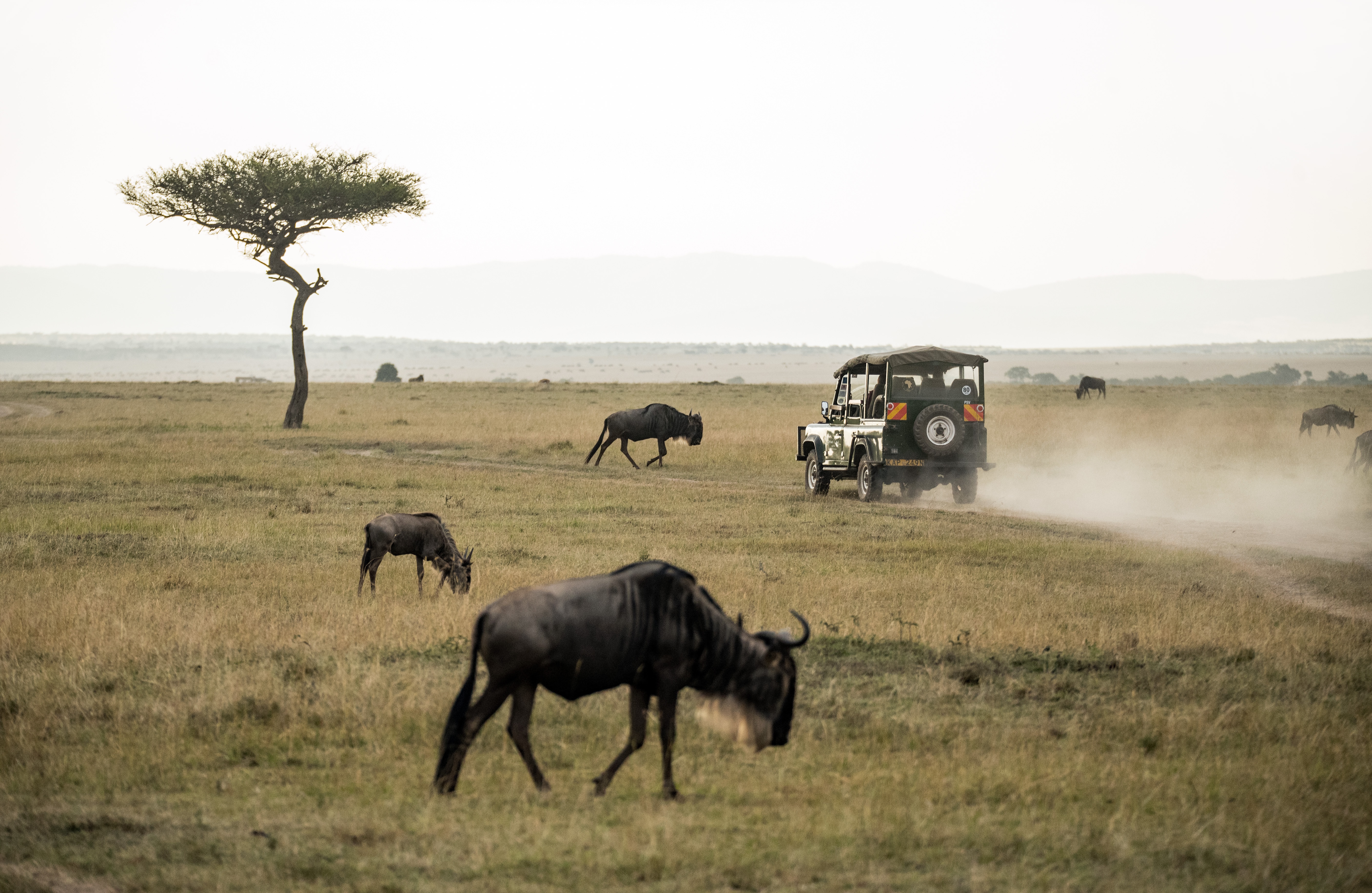 background image for - 6 Days Of Great Wildebeest Migration
