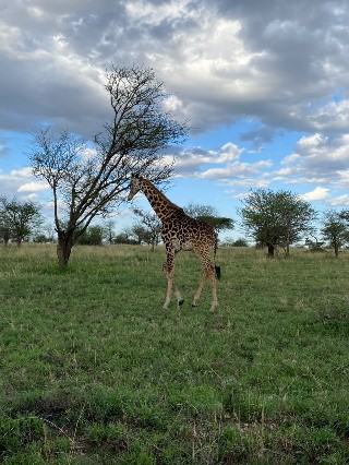 background image for - Safari | Masai, Wildlife And Nature Walk