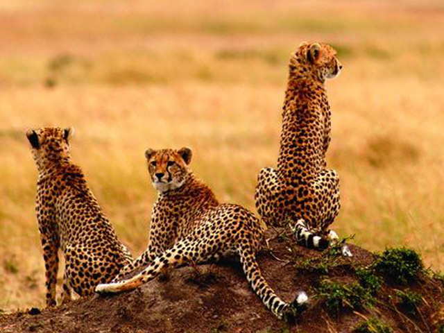 background image for - A Taste Of Kenya