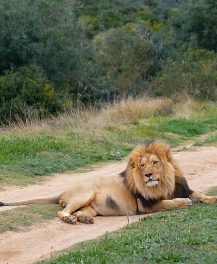 background image for - Arusha N.park, Lake Manyara & Ngorongoro