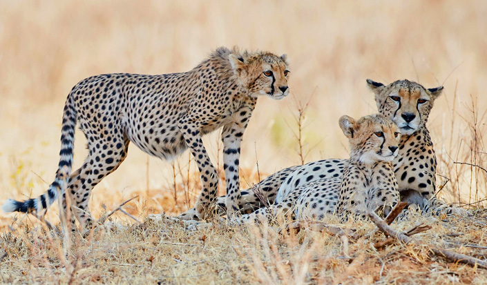 Image number 2 for 2 Days Budget Camping Safari Tarangire And Ngorongoro 2026 2027