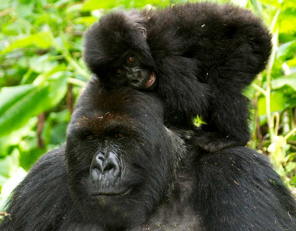 background image for - 3-Days  Bwindi Gorilla Trekking Safari