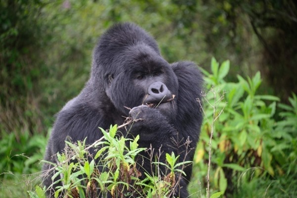 background image for - Best Of Uganda Gorillas And Primates