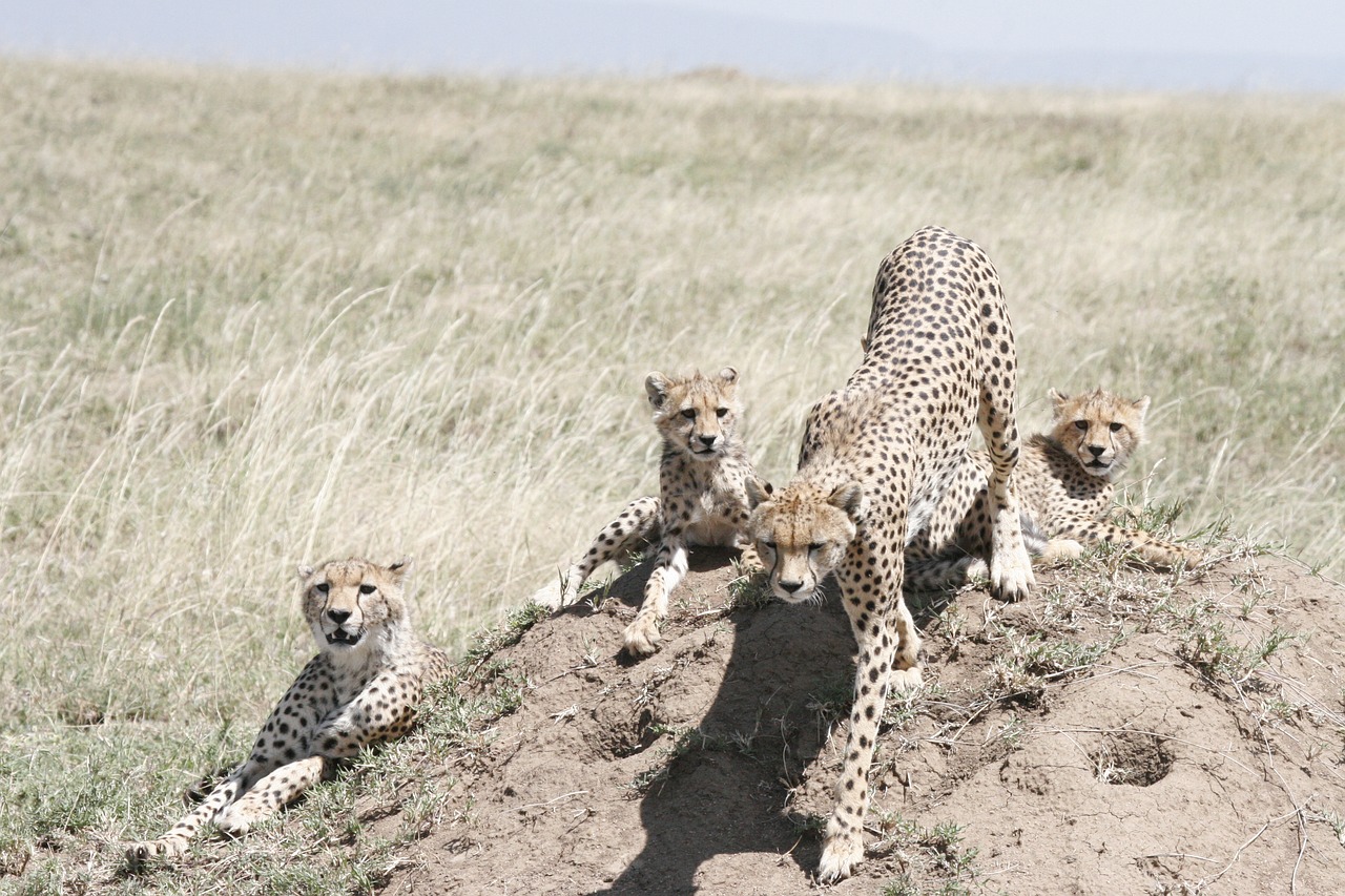 Image number 1 for 4-Day Safari Extension