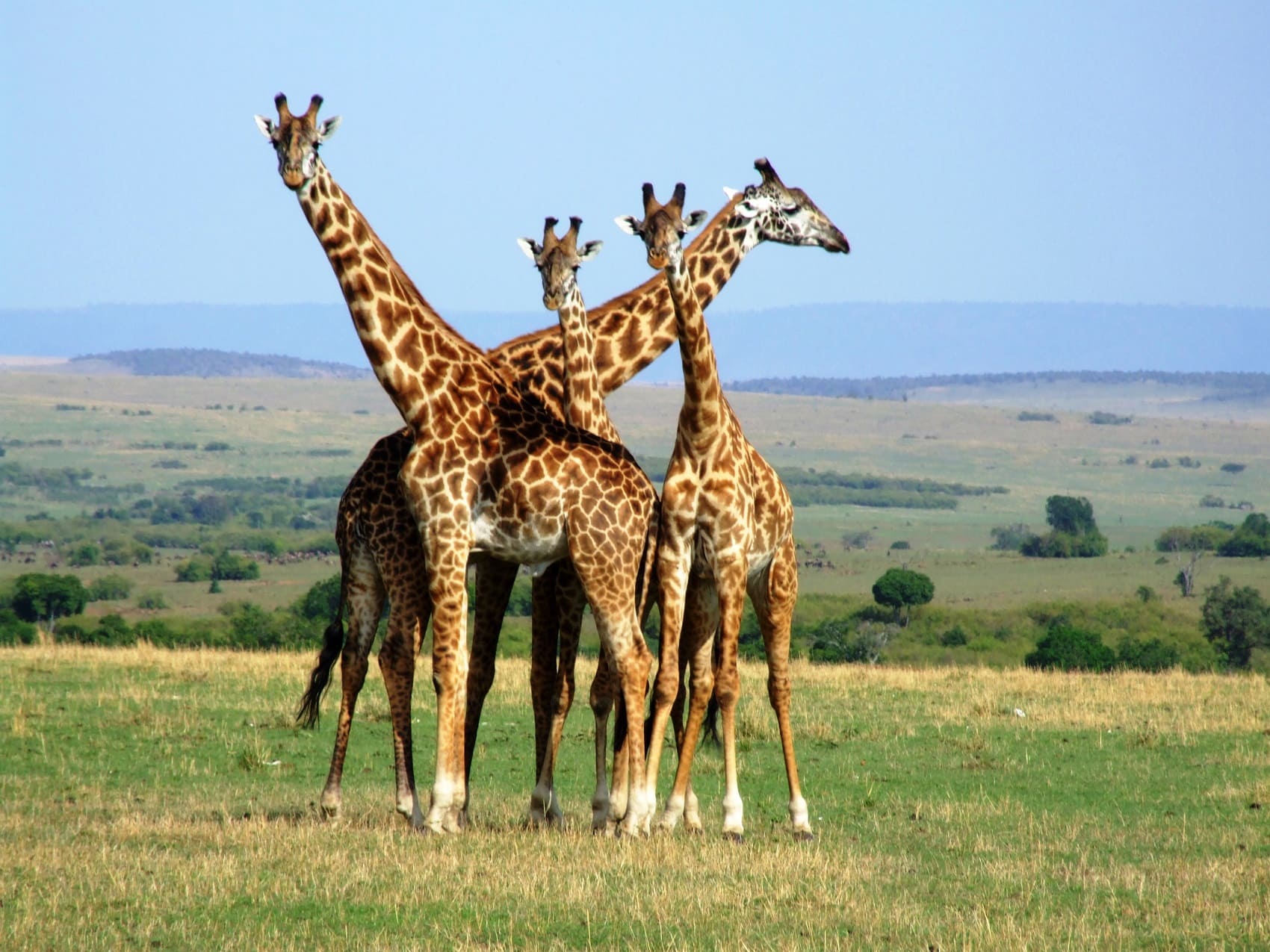 Image number 2 for 7-Day Affordable Safari Adventure (northern Circuit)