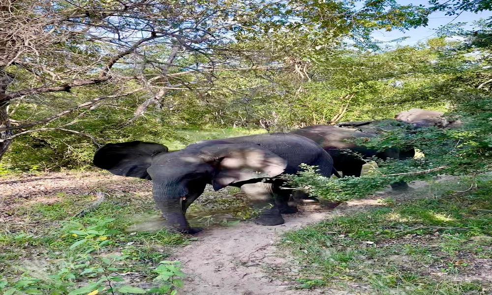 Image number 3 for SELOUS SAFARI FROM ZANZIBAR 