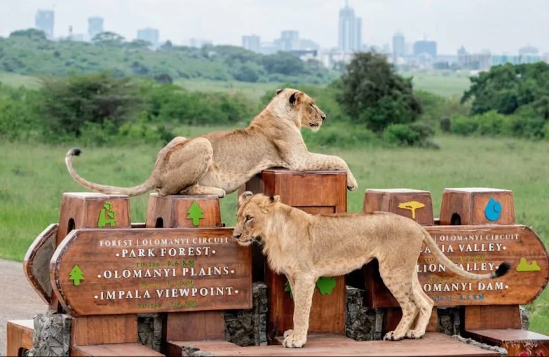 Image number 3 for 1 Day Nairobi Excursion