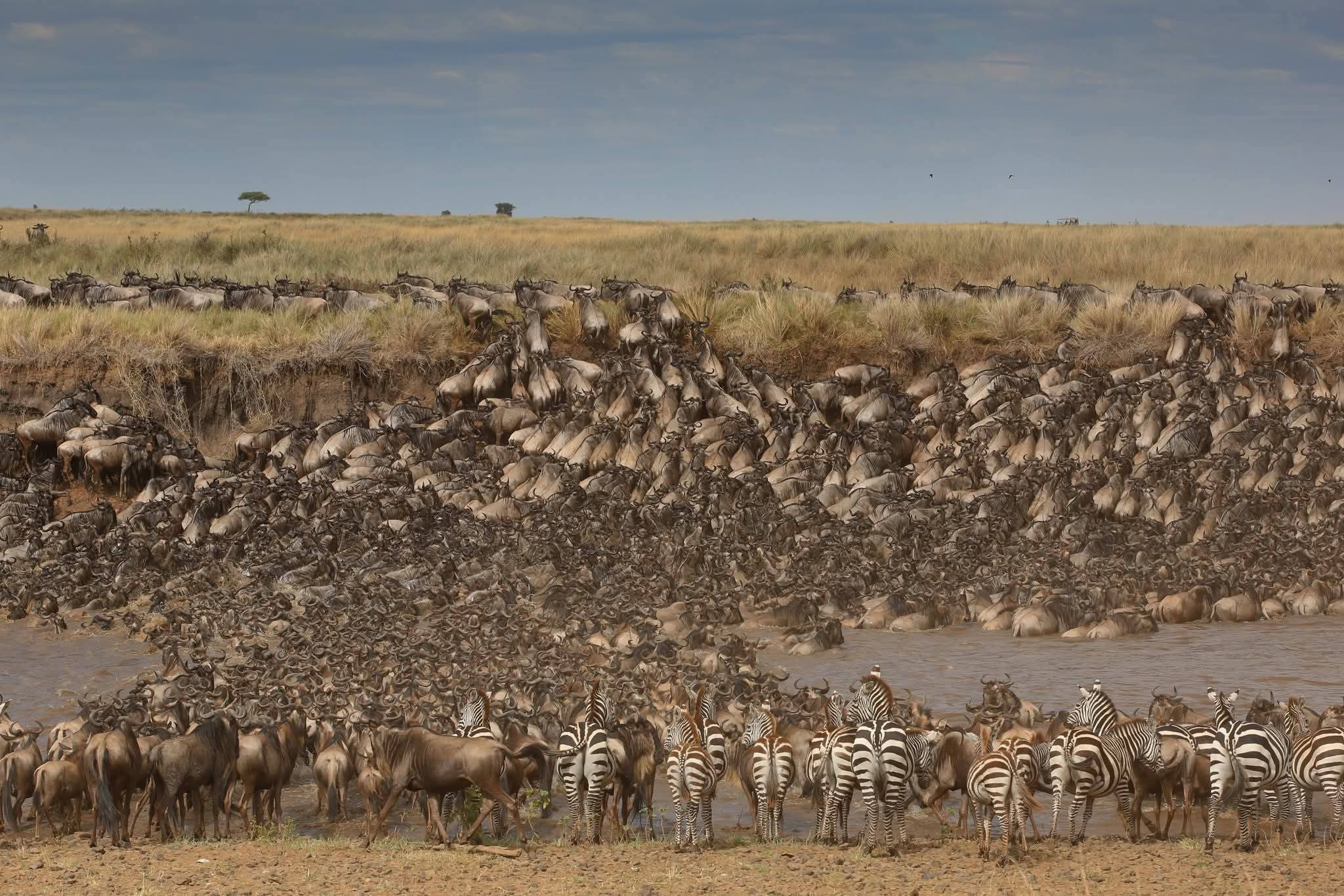 Image number 1 for Witness The Great Migration-northern Serengeti