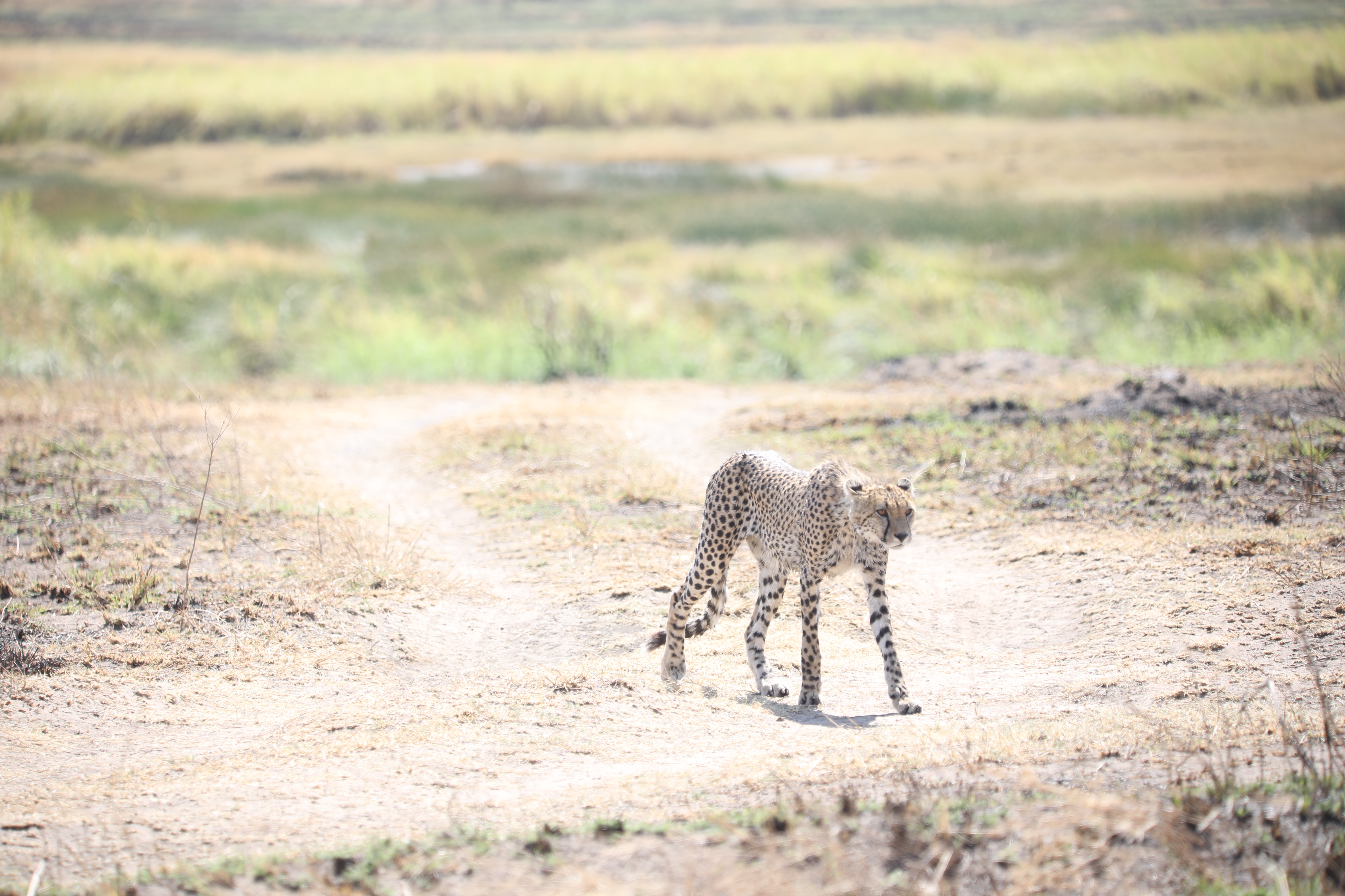 background image for -  Luxury Safari Tarangire &serengeti