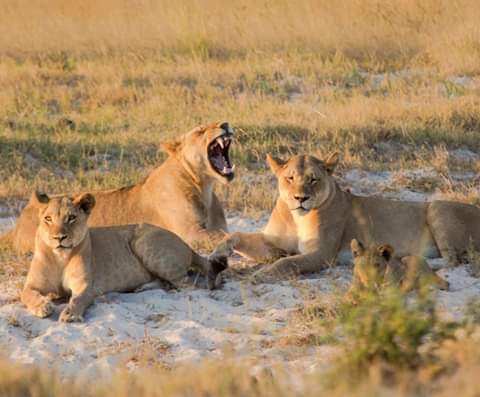 Image number 2 for 3 Day Tanzania Safari 