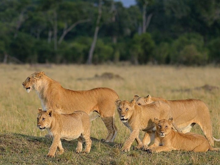 Image number 3 for 7 Day Tanzania Camping Safari