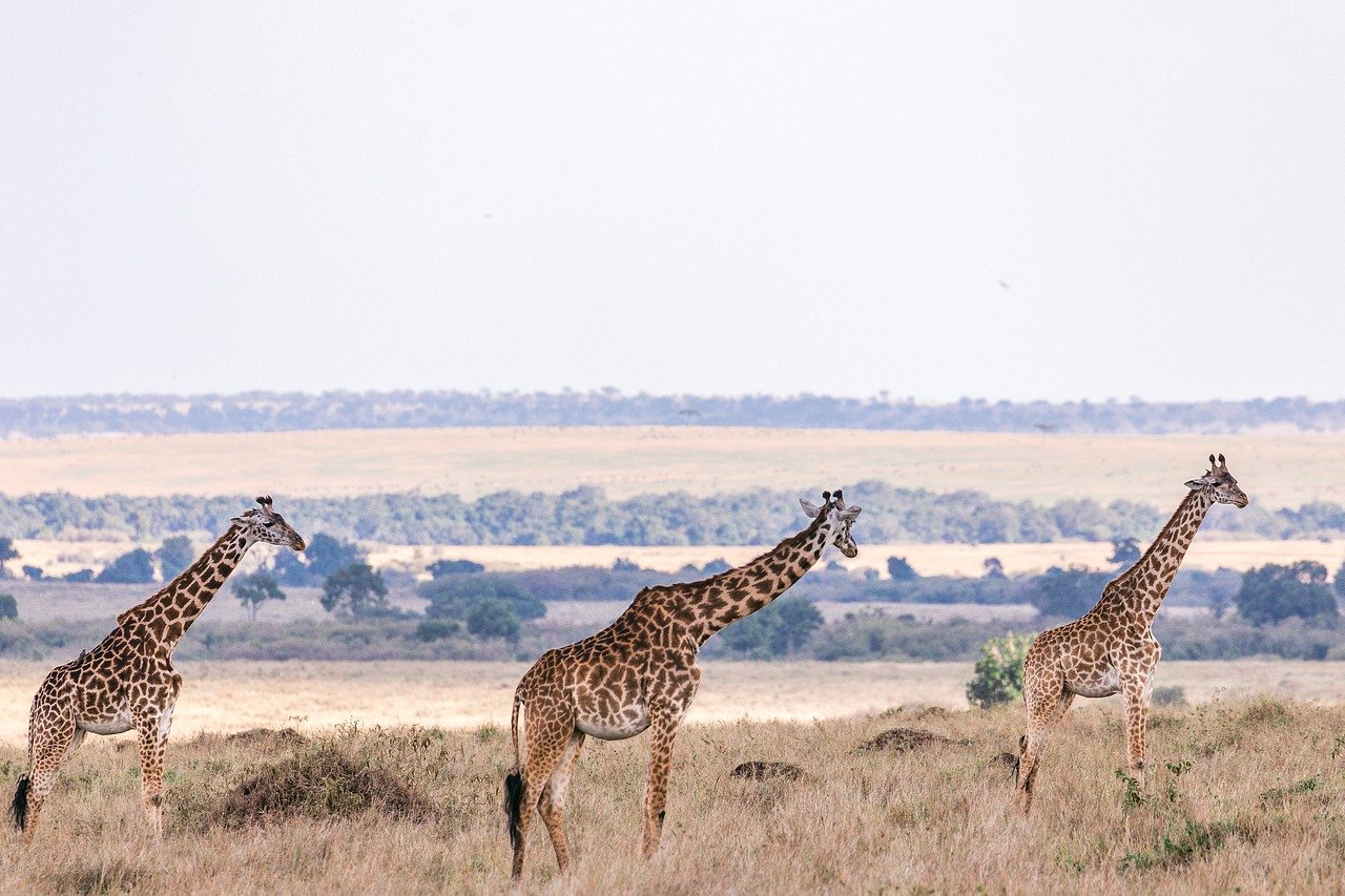 background image for - 4-Day Tanzania Sharing Safari Tour