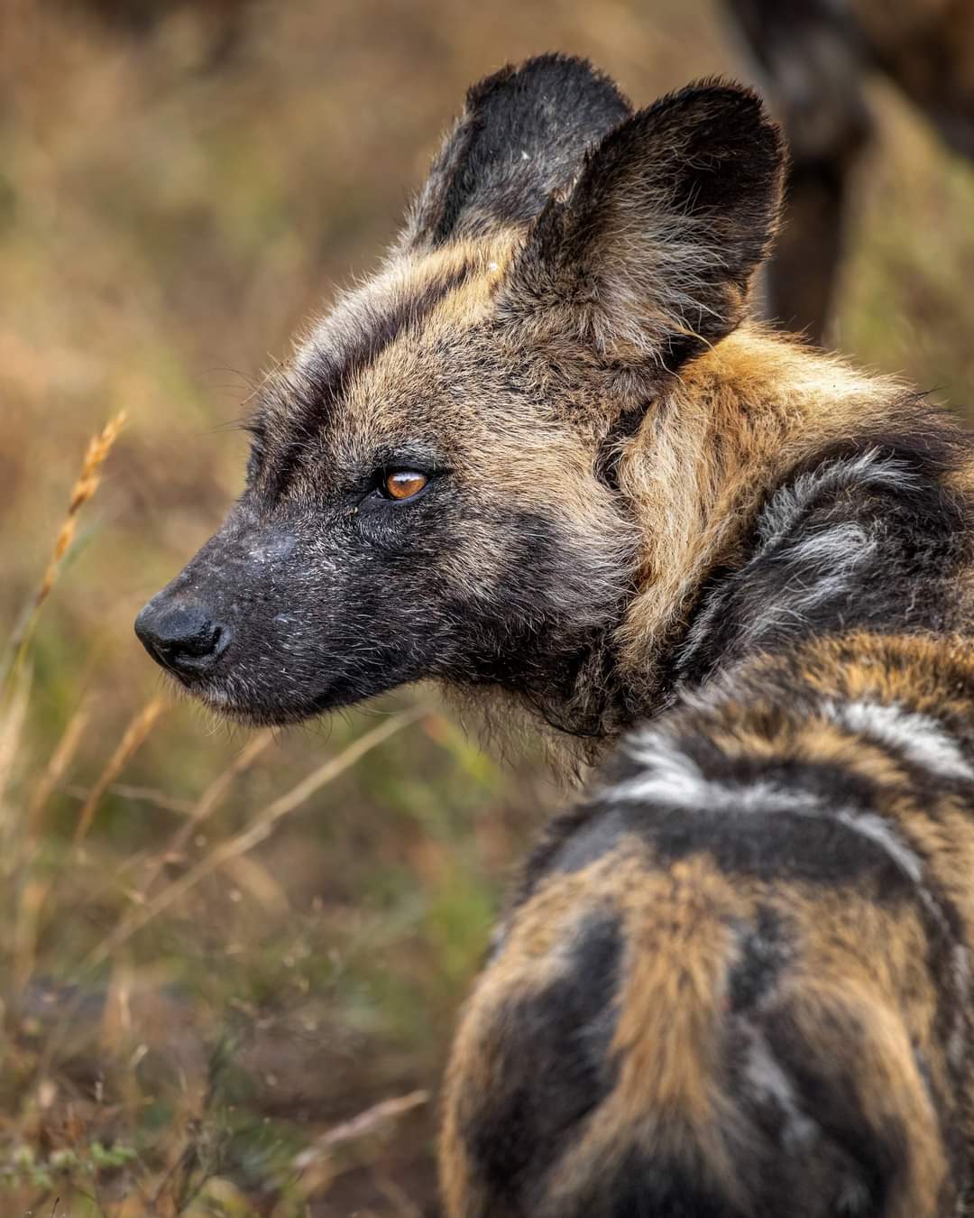 background image for - 3 Day : Historical Town Of Bagamoyo And Saadani National Park