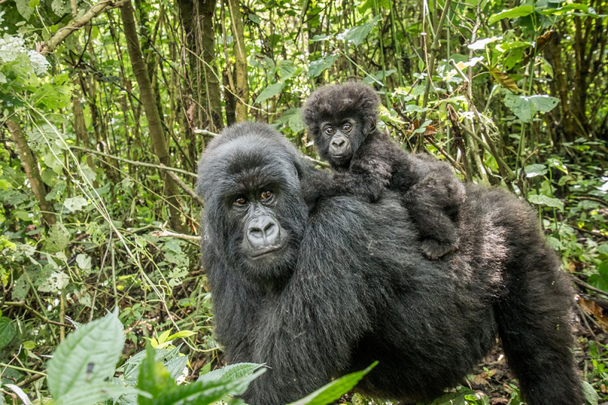 background image for - 3-Days  Bwindi Gorilla Trekking Safari