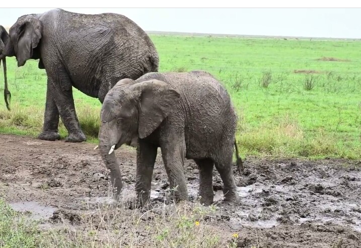 background image for - A Wonderful 4-Day Tanzania Safari 