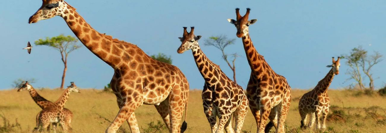 background image for - 5 Days Chimpanzee And Game Safari