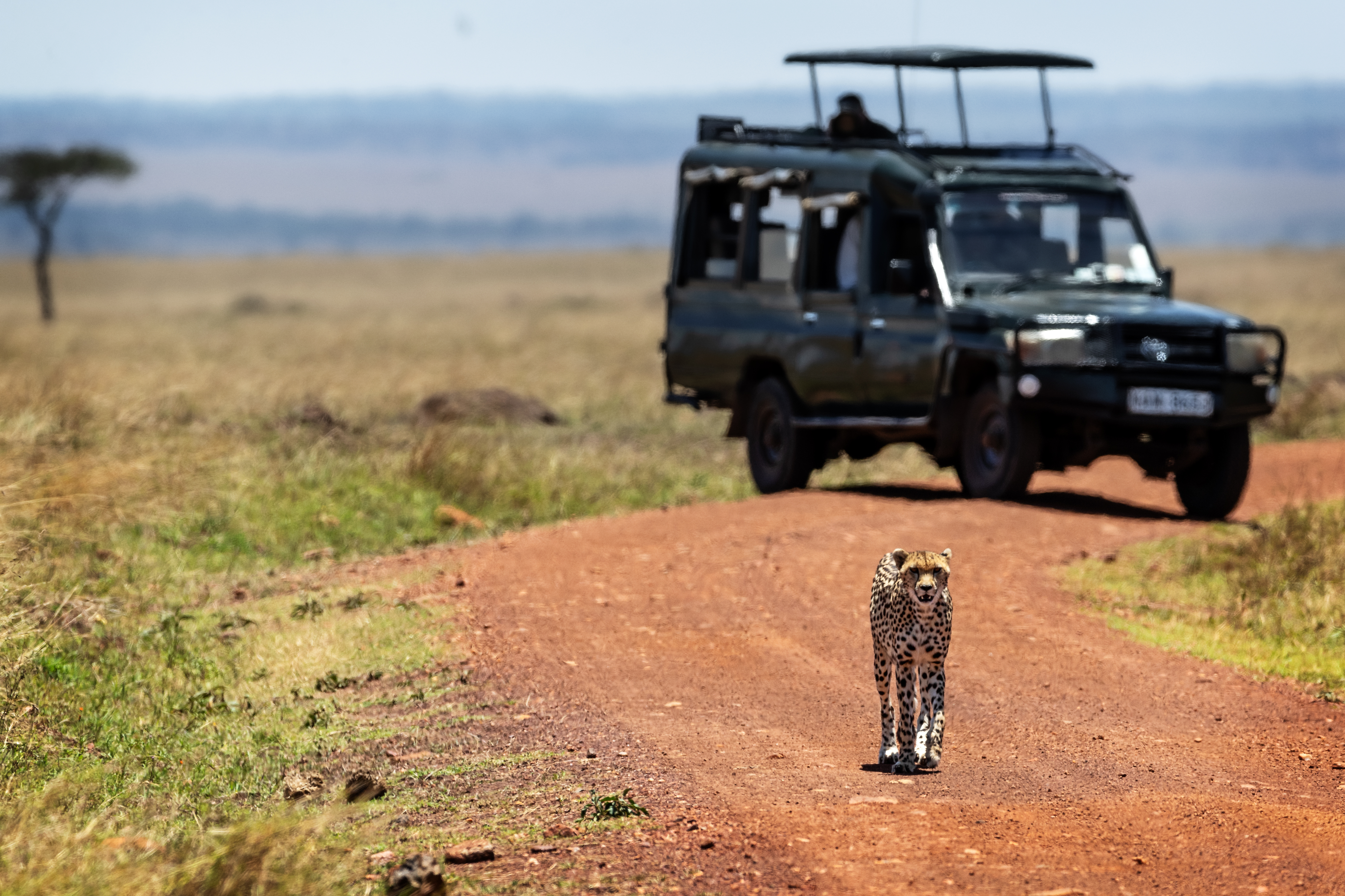 background image for - 4days Midrange Northern Zone Safari
