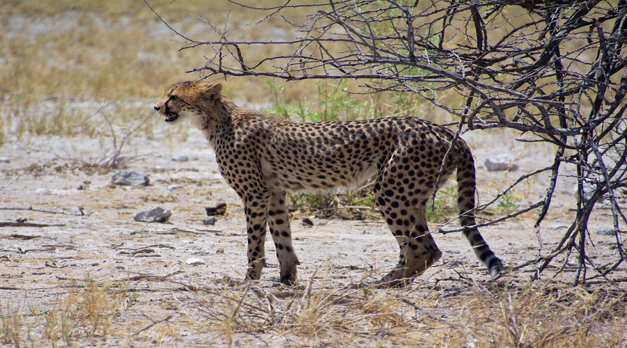 Image number 2 for 7 Days Tanzania Camping Safari 2026-2027