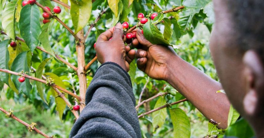 Image number 4 for 1-Day Materuni Waterfalls & Coffee Excursions