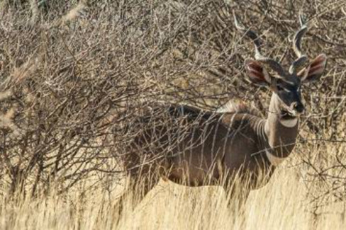 Image number 3 for Awash National Park Wildlife Safari Tour