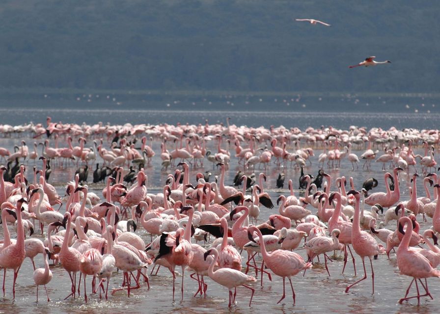 background image for - Diani Beach To Masai Mara: A 6-Day Ultimate Safari